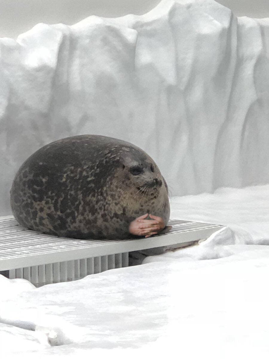 Seal